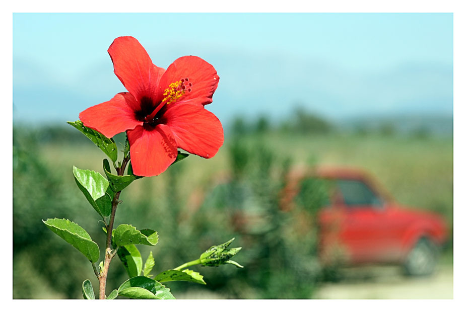 red on red red flower red car
