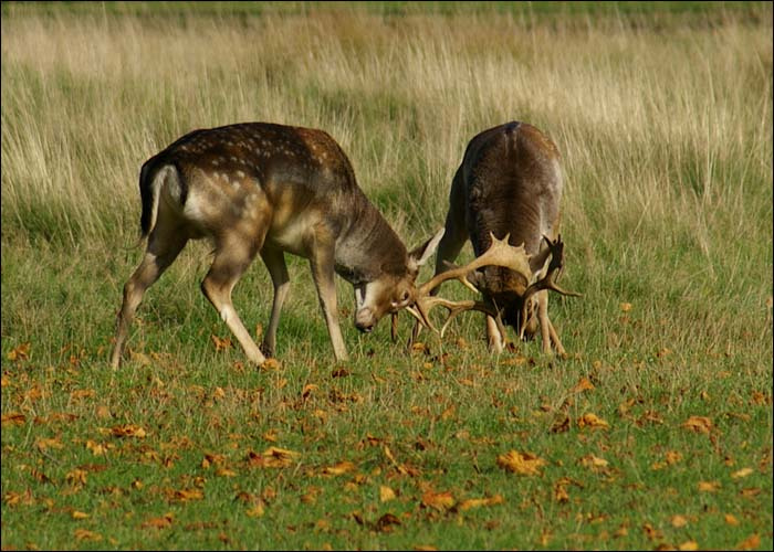 wild dance deer fight