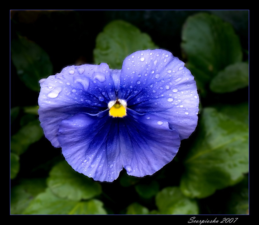 ...beauty of the flower...  цветочек