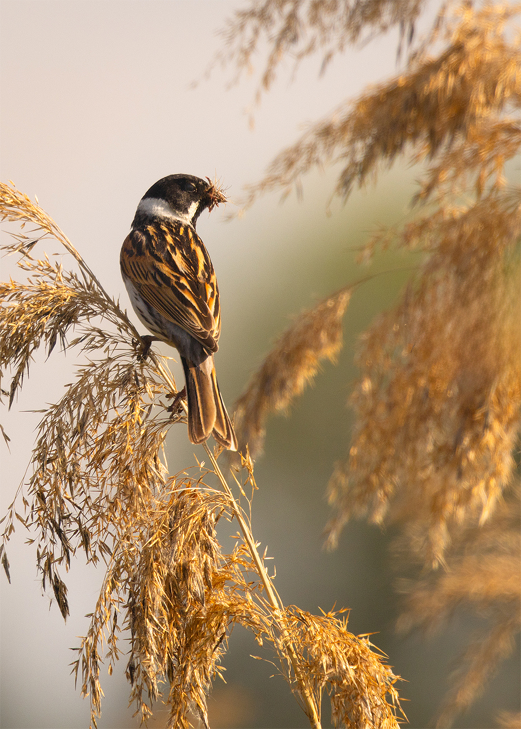 Emberiza schoeniclus 