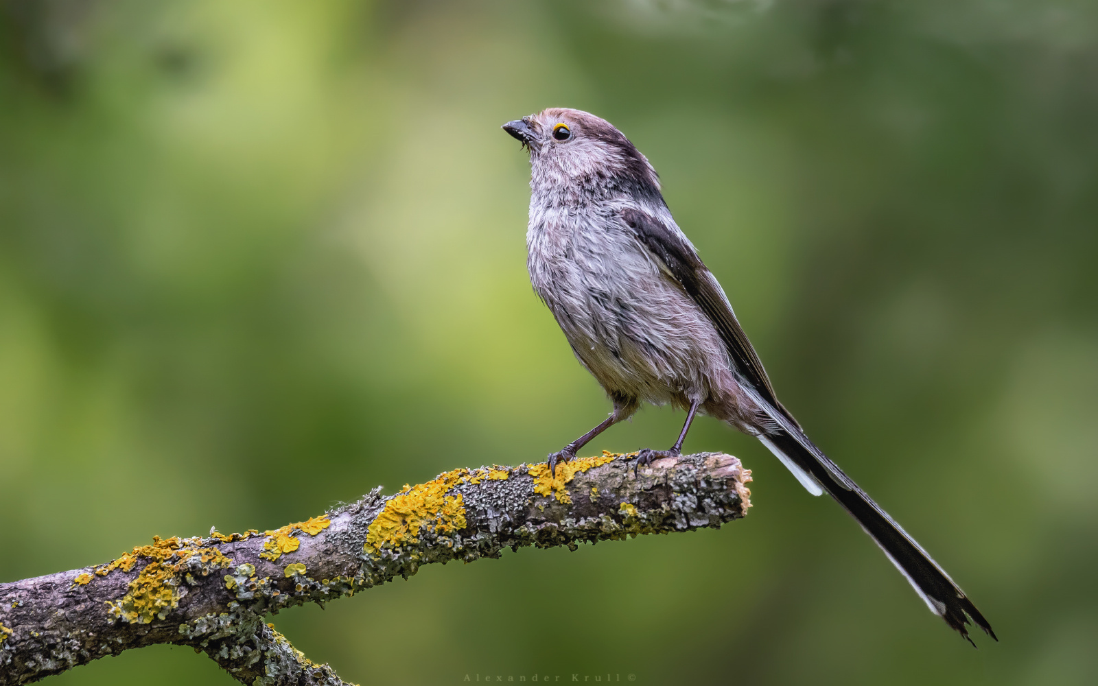 Усталый ополовник длиннохвостая синица ополовник aegithalos caudatus