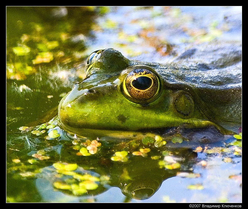 Царевна (репост) лягушка frog