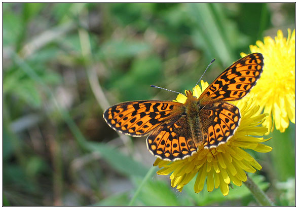 Перламутровка (Argynnis paphia) Argynnis paphia
