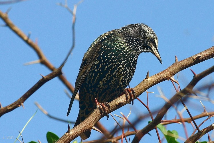 СКВОРЕЦ. STARLING.STURNUS VULGARIS. СКВОРЕЦ, полдень,колючки.