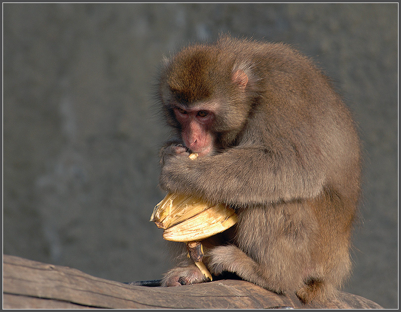 Остатки - сладки? японский макак Macaca fuscata