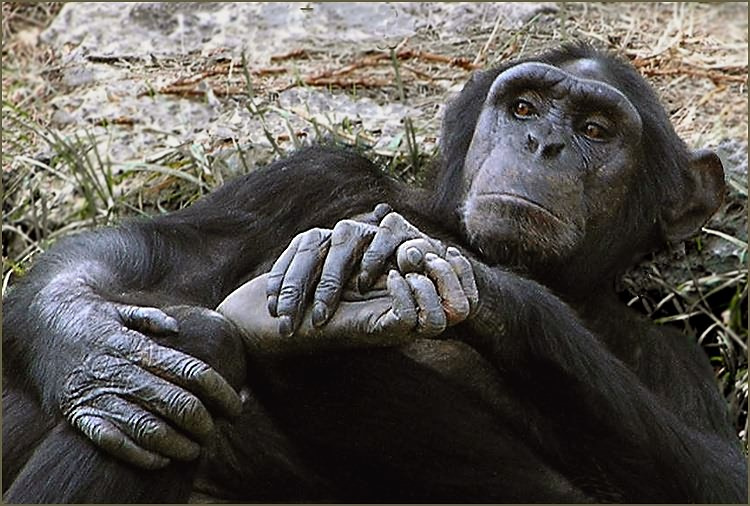 А Я, БРАТЕЛЛО, ДУМАЮ ЗА ЖИЗНЬ... sapiens