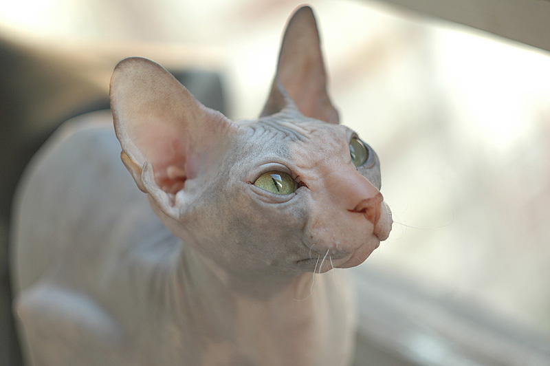 Кошица кошка сфинкс