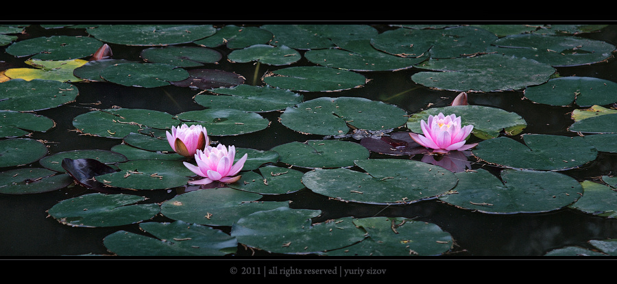 *** Nelumbo
