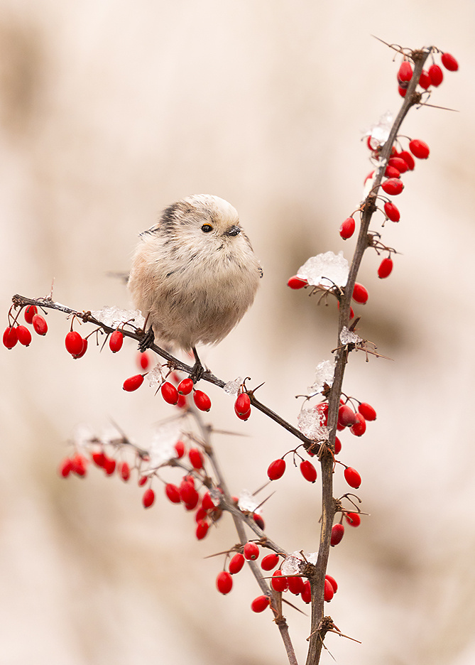 Long-tailed Ti 