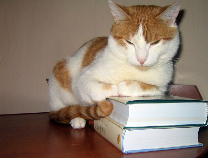 тигреныш-книгочей 