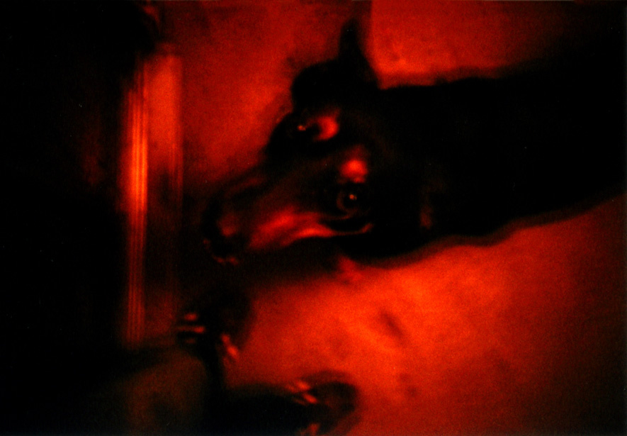 Собака собака друг человек ломо lomo