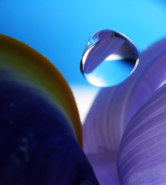 ULTRAVIOLET вода цветы ультрафиолет