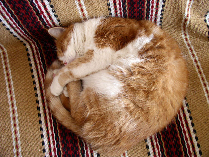 Рыжий бандит кот