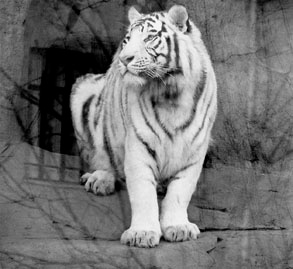 просто тигр .. 