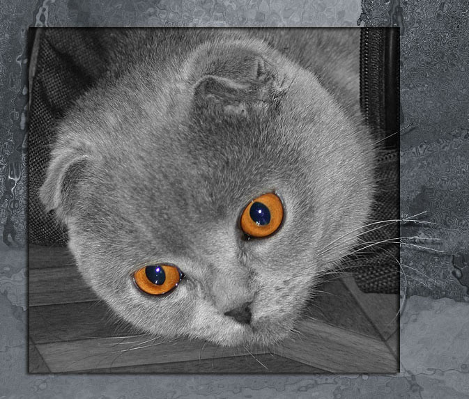 просто CAT 