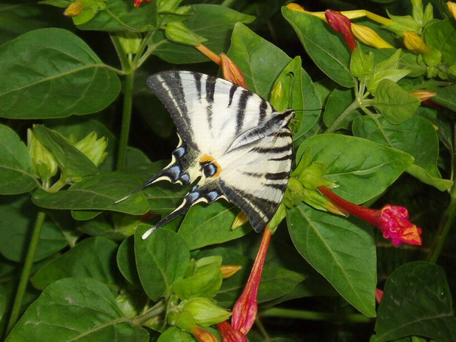 Butterfly fly