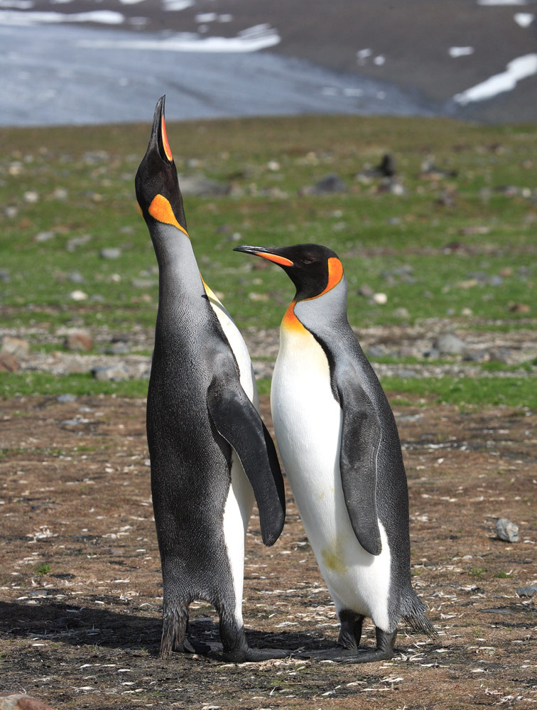 King penguins Kings St.Andrew.bay