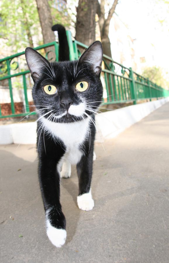 Там чудеса, там Леший... Cat