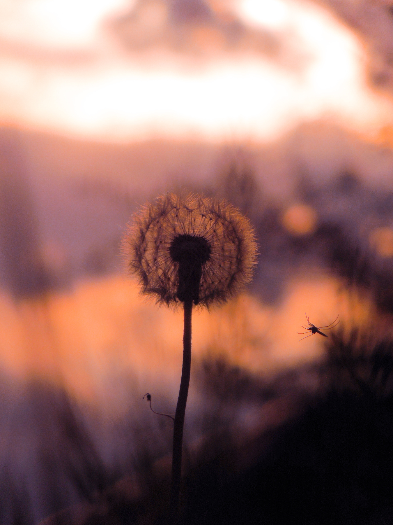 little life near dandelion одуванчик лето закат макро природа