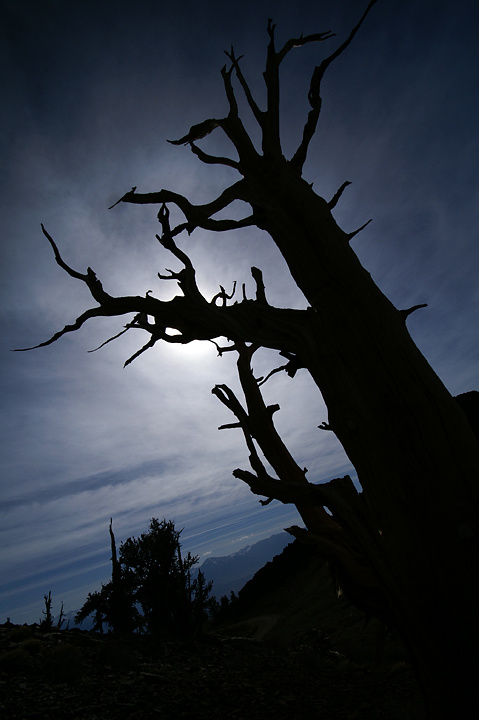 Когда остынет солнце Ancient Bristlecone Pine Forest Лес древних сосен, Калифорния
