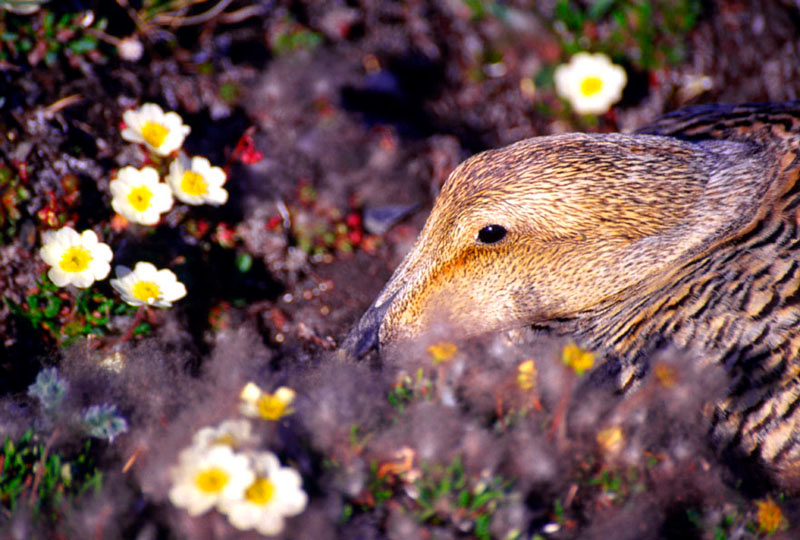И я вся в цветах Гага, Somateria mollissima, Common Eider, Wrangel Island, Chukotka, Northeast Asia
