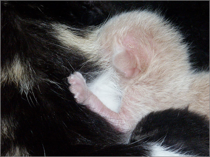 MAMA котенок
