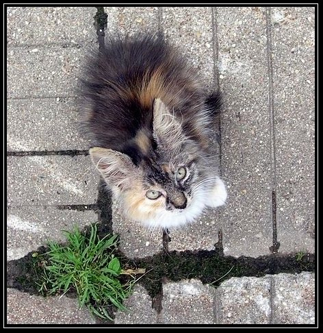 ...ведь так не бывает на свете, чтоб были потеряны дети?!?... котенок сирота