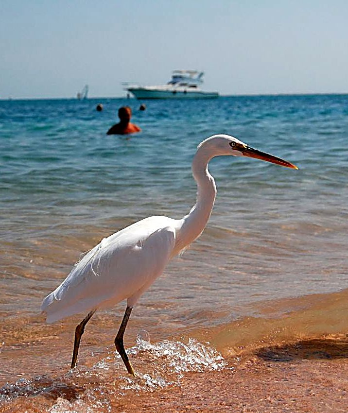Египетская цапля Египет, море, цапля