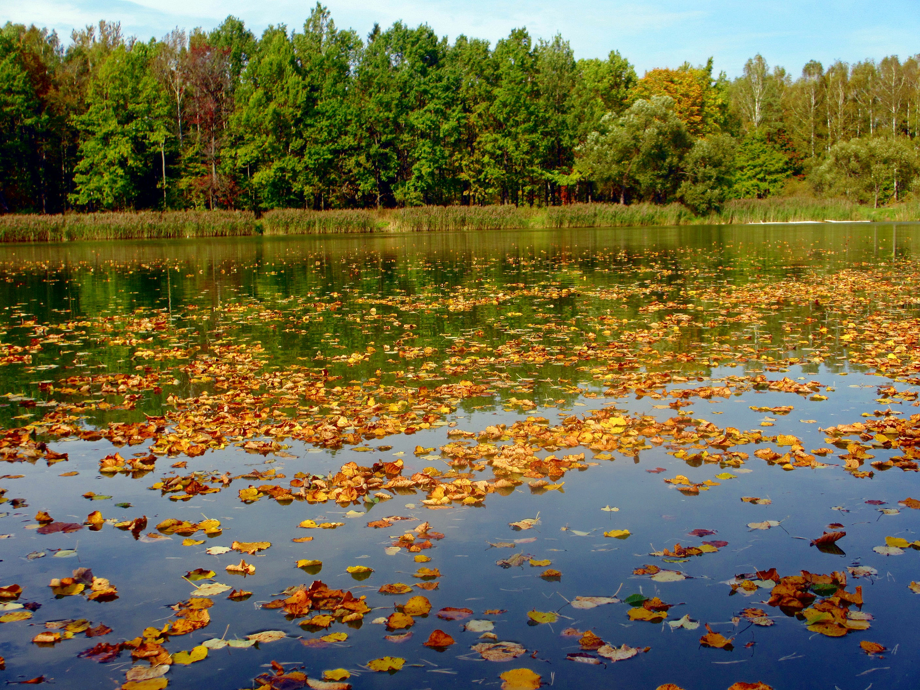 Осень проплывает осень