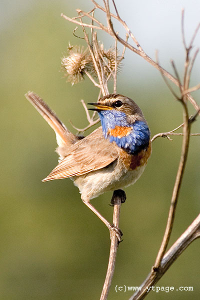 Варакушка Варакуша варакушка птица Luscinia svecica bluethroat blue-throated robin blue-throated warbler