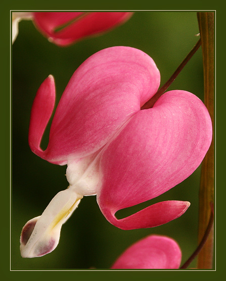 Разбитое сердце (Dicentra spectabilis) 