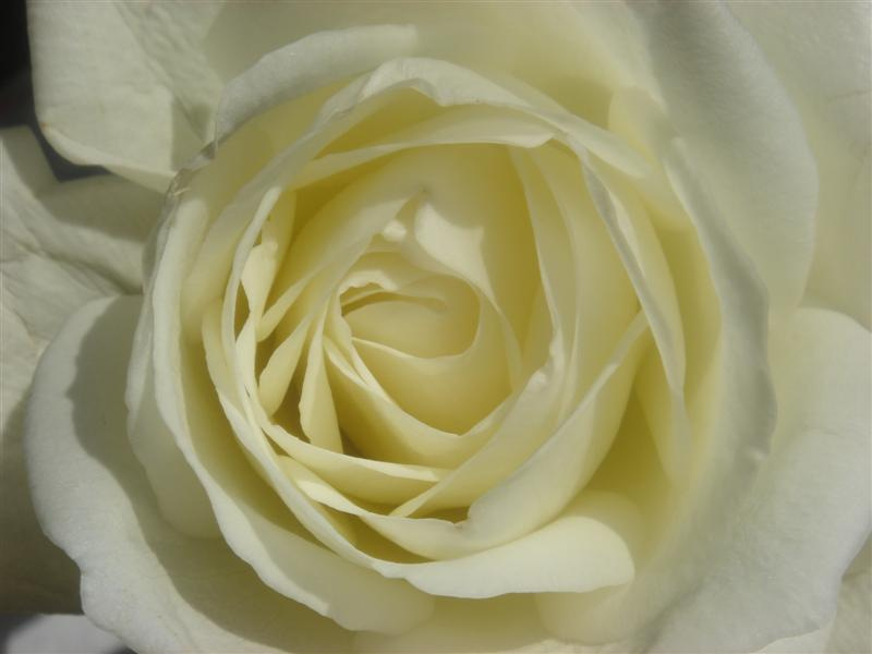 rose roza,
