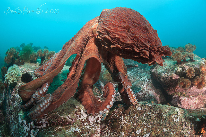 танцор гигантский осьминог Дофлейна Японское море танцор giant octopus Dofleini sea of japan underwater anion