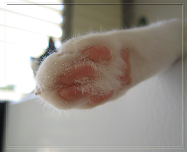 Белая лапка в чистом виде кот кошка cat