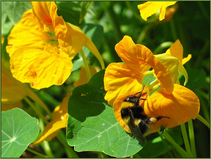 Bumblebee шмель большой лето