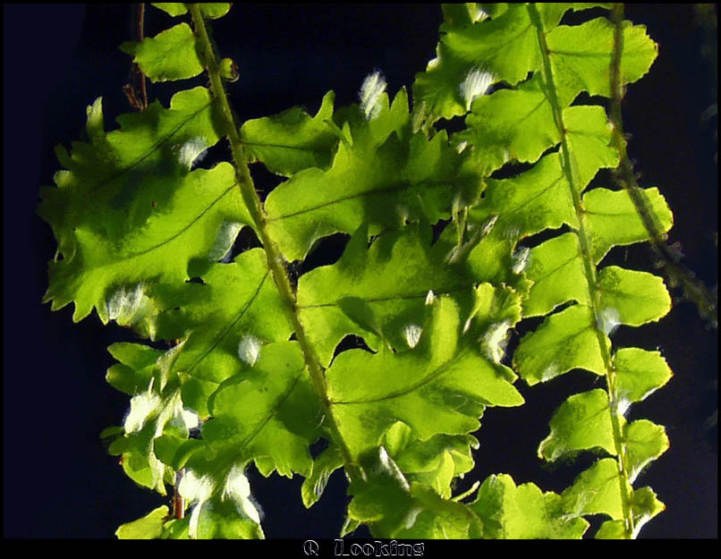 green | black 