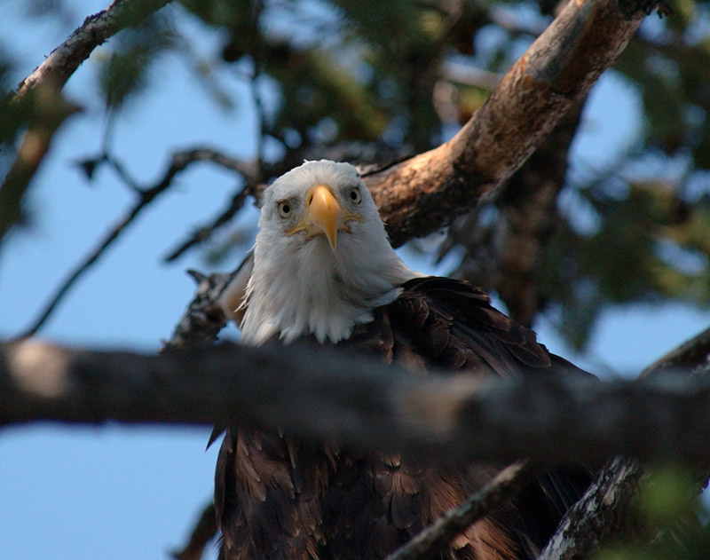 Взгляд! bald eagle, орел, птичка, птицы