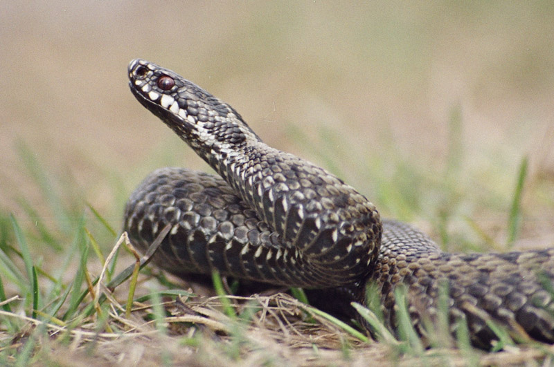 Vipera berus гадюка