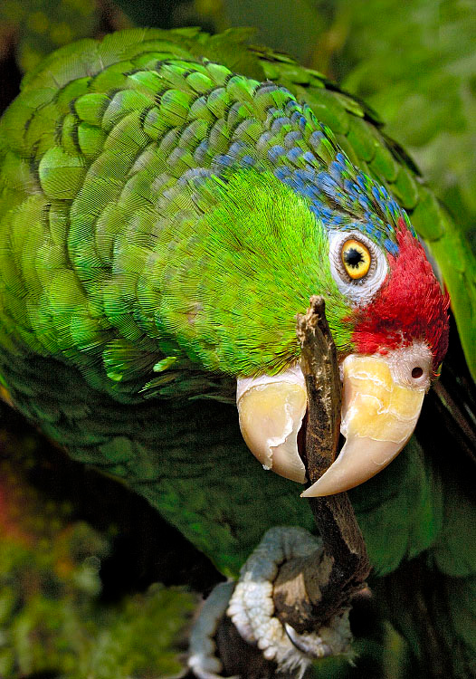 А вот и откушу Зеленощекий амазон, Amazona viridigenalis, Red-crowned Parrot