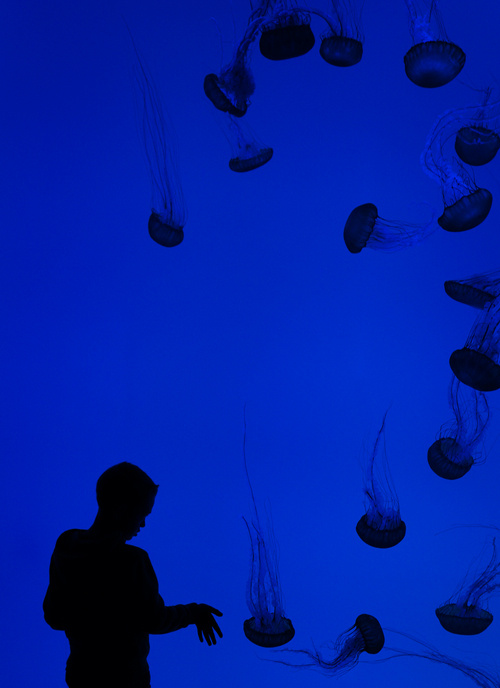 ***  Aquarium_of_Canada Toronto 