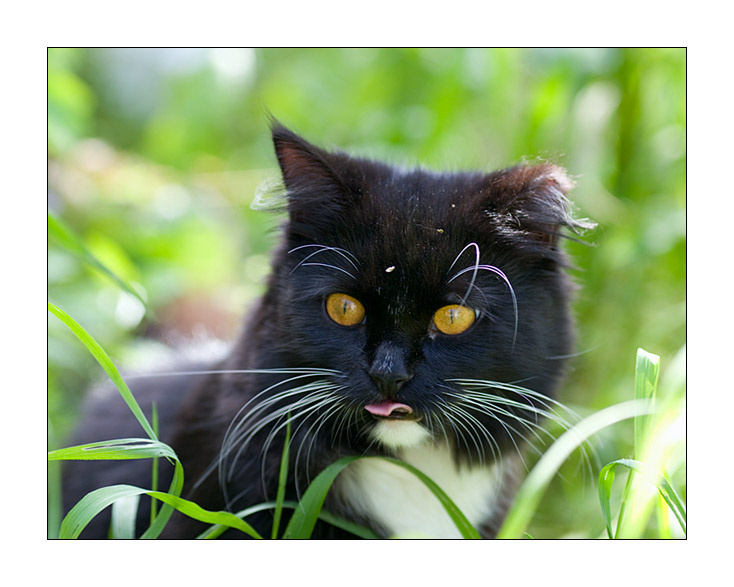 *** кошки, животные, лето