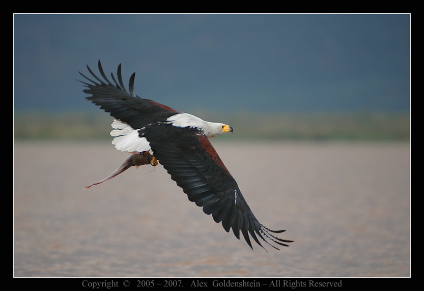 African Fish-Eagle (Haliaeetus vocifer). Африка, Кения, Oзерo, Баринго, Африканский-орёл-рыбак, (орлан-крикун), African-Fish-Eagle, (Haliaeetus-vocifer)