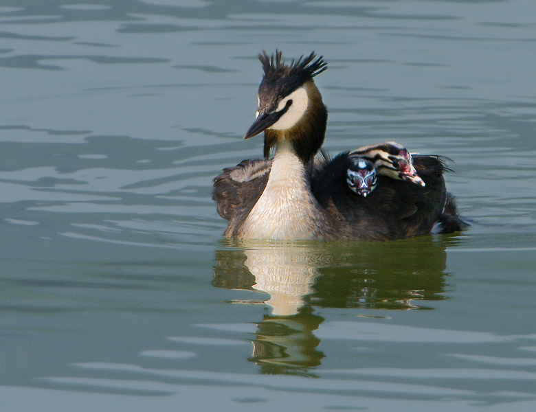 Уроки плавания Чомга (Podiceps cristatus)
