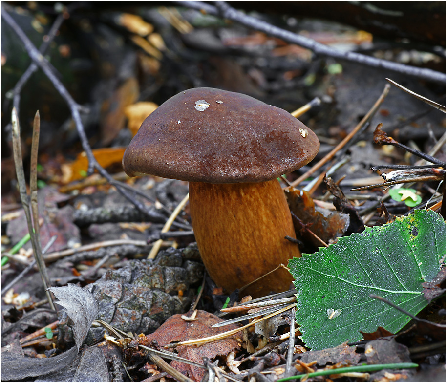 Xerocomus badius - Польский гриб  Xerocomus badius Польский гриб 