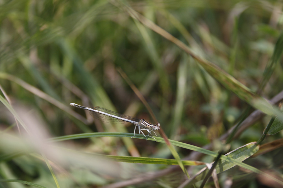 strecoza 