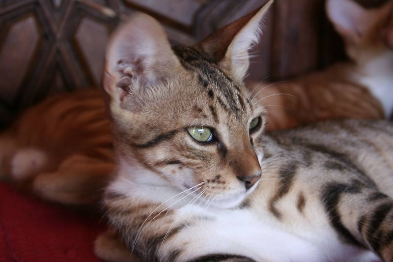 Египетская кошка 