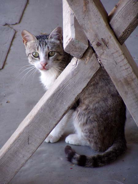 Сельский житель кот стол