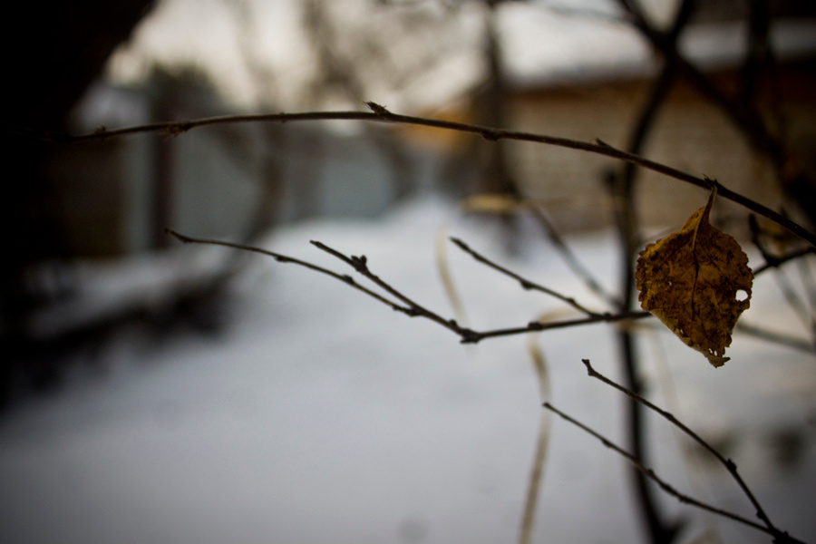 last leaf standing 