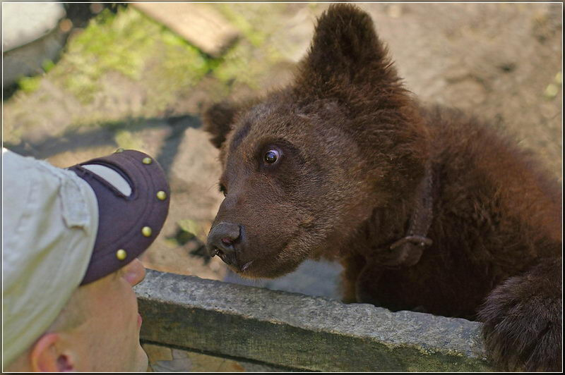 Непохожий на меня медведь