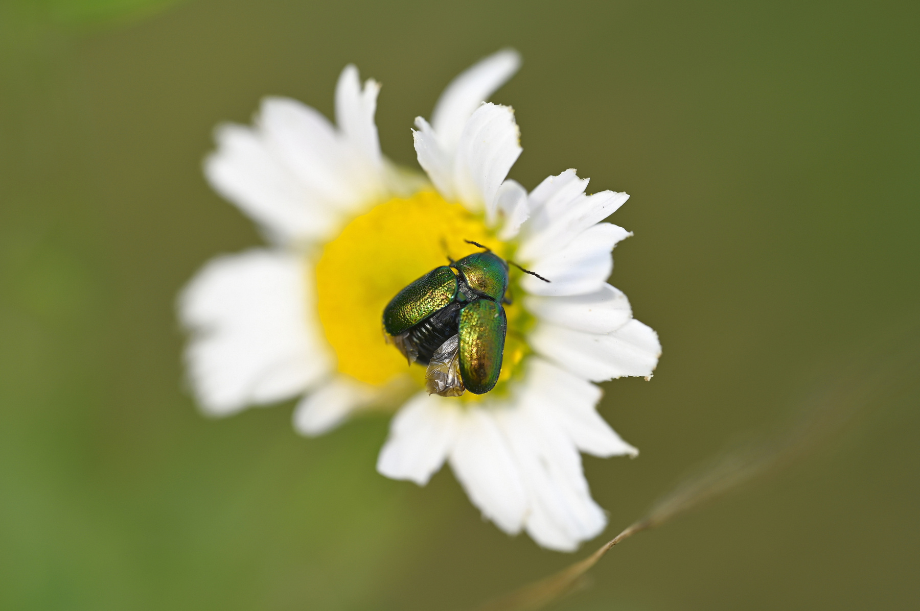 Жучок жук лето лес ромашка цветы